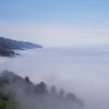 fog over trees