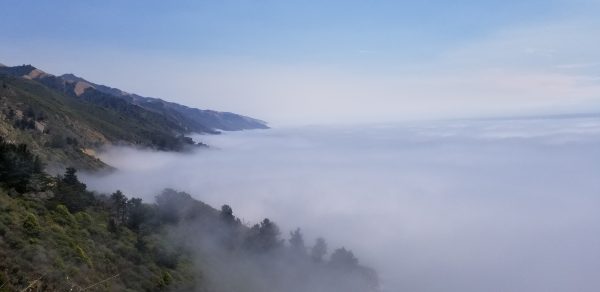 fog over trees