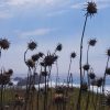 dead flowers in front of sea