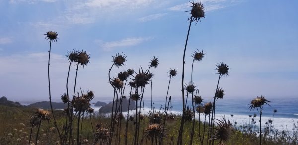 dead flowers in front of sea