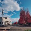 train tracks with graffiti building on left side and red trees on right side