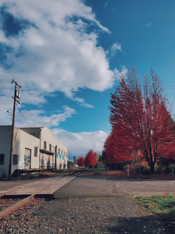 train tracks with graffiti building on left side and red trees on right side