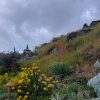 grey sky over wildflowers in santa barbara, california