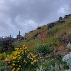 wildflower mountain