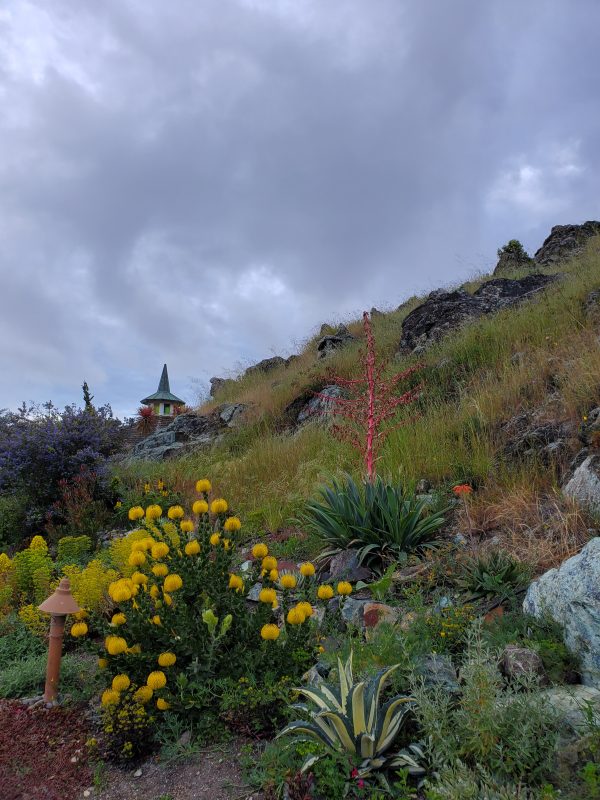 grey sky over wildflowers in santa barbara, california