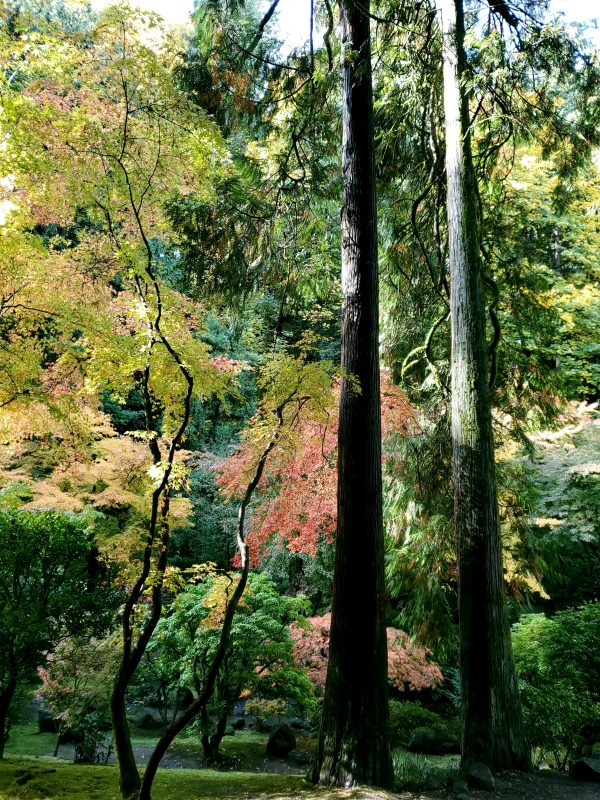 bright fall coloured trees