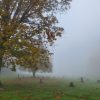 fog over a cemetery