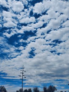 wide blue sky with top of agave plant in marfa, texas