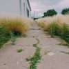 cracked sidewalk with tall grass on either side in marfa, texas