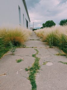 cracked sidewalk wtih tall grass on either side marfa, texas