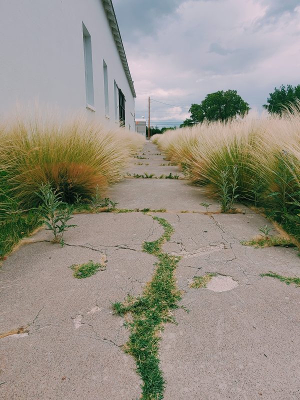 cracked sidewalk with tall grass on either side in marfa, texas