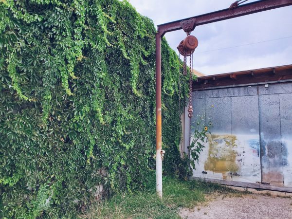 green vines grow on the side of a warehouse